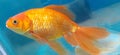 Fantail Goldfish in Aquarium Water