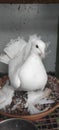 TheÂ FantailÂ is a popularÂ breedÂ ofÂ fancy pigeon.[1]Â It is characterised by a fan-shaped tail composed of 30 to 40 feathers Royalty Free Stock Photo