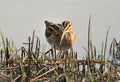 Fantail sand cone Royalty Free Stock Photo