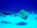 Fantail stingray Royalty Free Stock Photo