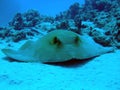 Fantail Stingray Royalty Free Stock Photo