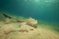 Fantail stingray in the Red Sea. Royalty Free Stock Photo