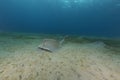 Fantail stingray (pastinachus sephen) the Red Sea. Royalty Free Stock Photo