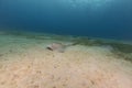 Fantail stingray (pastinachus sephen) the Red Sea. Royalty Free Stock Photo