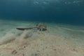 Fantail stingray (pastinachus sephen) the Red Sea. Royalty Free Stock Photo