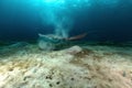 Fantail stingray (pastinachus sephen) the Red Sea. Royalty Free Stock Photo