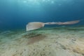 Fantail stingray (pastinachus sephen) the Red Sea. Royalty Free Stock Photo