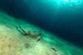 Fantail stingray in the Red Sea. Royalty Free Stock Photo