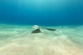 Fantail stingray in the Red Sea. Royalty Free Stock Photo