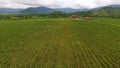 Fantastic aerial view of huge vineyard and mountains, viniculture and farming