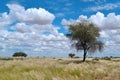 Fantastic african savanna landscape, covered with tall grass and trees, beautiful sky with clouds, Namibia Royalty Free Stock Photo