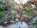 Multicoloured Plants by Pond in Pandora