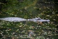 Fantastic Alligator in the Southern Louisiana Bayou