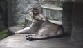 Fantastic animals - Mountain lion puma with head emu Royalty Free Stock Photo