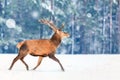 Fantastic artistic winter christmas wildlife image. Deer running in snow against winter forest. Wildlife Christmas winter seasonal