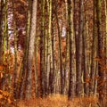 Fantastic autumn forest with bright grass and tall pines Royalty Free Stock Photo