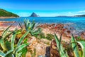 Fantastic azure water with rocks and lots of flowers at Doctors beach Spiaggia del Dottore near Porto Istana Royalty Free Stock Photo