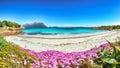 Fantastic azure water with rocks and lots of flowers at Doctors beach Spiaggia del Dottore near Porto Istana Royalty Free Stock Photo