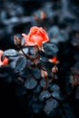 Fantastic background of pink rose with dark blue leaves with raindrops growing in garden with shallow Depth of Field