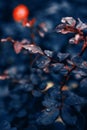 Fantastic background of pink rose with dark blue leaves with raindrops growing in garden with shallow Depth of Field Royalty Free Stock Photo