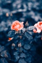 Fantastic background of pink rose with dark blue leaves with raindrops growing in garden with shallow Depth of Field