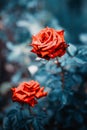 Fantastic background of red rose with dark blue leaves with raindrops growing in garden with shallow Depth of Field