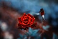 Fantastic background of red rose with dark blue leaves with raindrops growing in garden with shallow Depth of Field Royalty Free Stock Photo