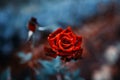 Fantastic background of red rose with dark blue leaves with raindrops growing in garden with shallow Depth of Field Royalty Free Stock Photo