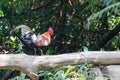 Fantastic beast and where to find them - Gallus gallus/Red junglefowl Royalty Free Stock Photo