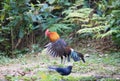 Fantastic beast and where to find them - Gallus gallus/Red junglefowl Royalty Free Stock Photo