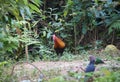 Fantastic beast and where to find them - Gallus gallus/Red junglefowl Royalty Free Stock Photo