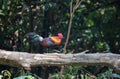 Fantastic beast and where to find them - Gallus gallus/Red junglefowl Royalty Free Stock Photo