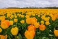 Fantastic beautiful field with yellow tulips in the Netherlands in spring. Blossoming tulip fields in a dutch landscape