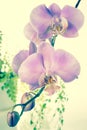 Fantastic beautiful purple of flowers orchid