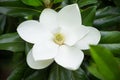 Fantastic big white magnolia flower close up Royalty Free Stock Photo