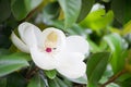 Fantastic big white magnolia flower close up Royalty Free Stock Photo