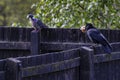 Fantastic black bird sitting on wooden fence is feeding his quarry