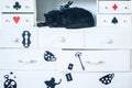 Fantastic black cat sleep, theme of Alice in Wonderland