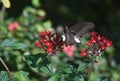 Fantastic Black and White Butterfly on Red Flowers Royalty Free Stock Photo