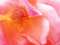 Fantastic pink rose heart and petals close up Royalty Free Stock Photo