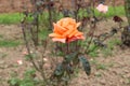 Fanta colour rose plant