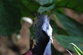 Fantastic Blue Crested Bird with Stunning Plummage