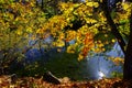 Colorful autumn leaves in bright colors on the river bank in backlit Royalty Free Stock Photo