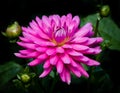 Fantastic Bright Pink Dahlia Blooming Large