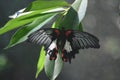 Pretty swallowtail butterfly resting on a leaf