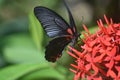 Fantastic Capture of a Scarlet Swallowtail Butterfly on Flowers Royalty Free Stock Photo