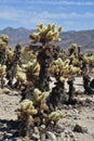 Fantastic Cholla Cactus Growing in the Desert Royalty Free Stock Photo