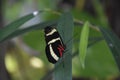 Fantastic Close Up of a Black White and Red Butterfly Royalty Free Stock Photo