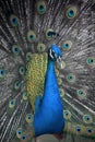 Fantastic Close Up of a Blue Peacock