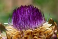 Fantastic close up of the flowering head of an artichoke plant